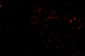 SIRT2 Antibody